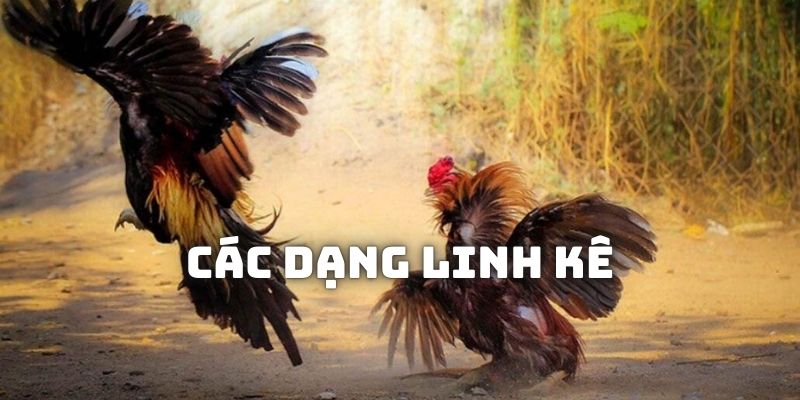 Những dạng linh kê được ưu tiên tuyển chọn để đưa đi đối kháng