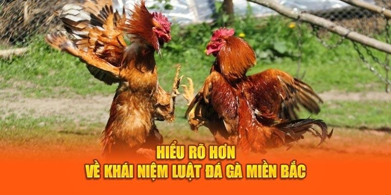 Giới thiệu đôi nét về luật đá gà miền Bắc