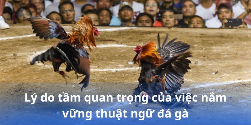 Lý do tầm quan trọng của việc nắm vững thuật ngữ đá gà