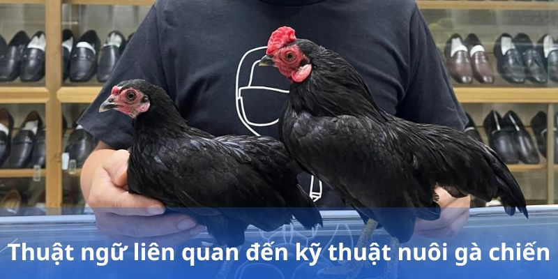 Các từ vựng liên quan đến kỹ thuật chăm sóc gà chiến